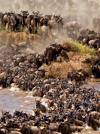 Enjoying great-wildebeest-migration