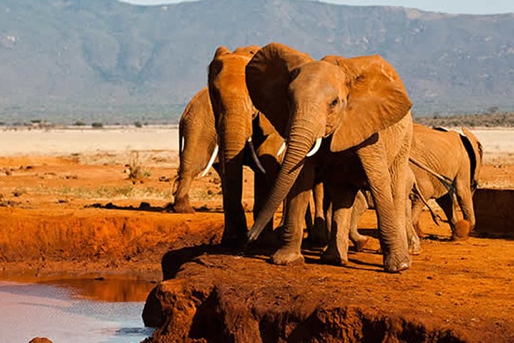 Tsavo East Package - With A Blend Of Amboseli (Whole Week Affair) - 7 Days 6 Nights