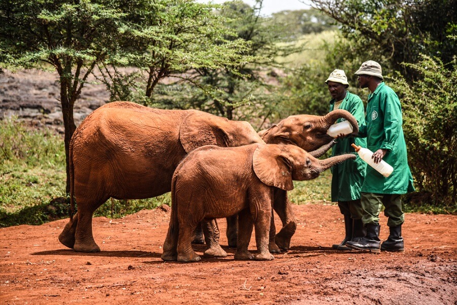 A view of David Sheldrick Wildlife Trust