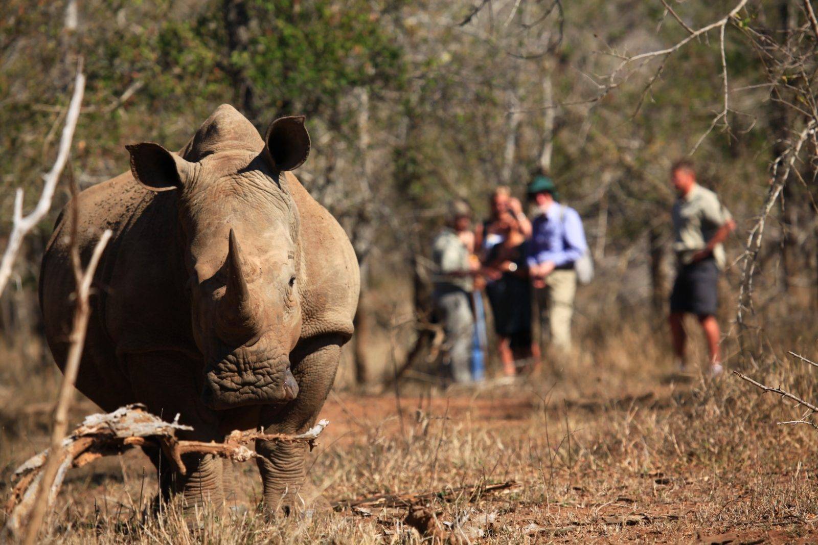 Tracking Black Rhinos with snapshot tours and safaris
