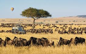 7-Day Masai Mara Wildebeest Migration Safari - Special Summer Package  - 7 Day Mara Drive - Special Package